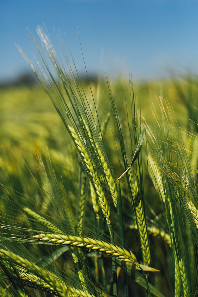 Agriculture & Agro-Processing